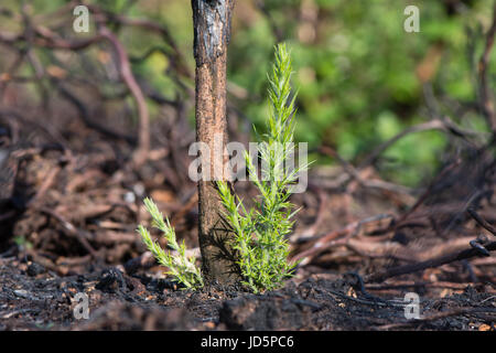 Gorse (Ulex Europaeus) germogli di ricrescita dopo la masterizzazione. La nuova crescita alla base della pianta dopo la zona di brughiera bruciati per evitare la successione vegetativa Foto Stock