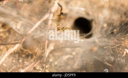Labirinto spider (Agelena labyrinthica). Femmina su foglio di grandi dimensioni tra web heather da cui questo animale prende il nome, nella famiglia Agelenidae Foto Stock