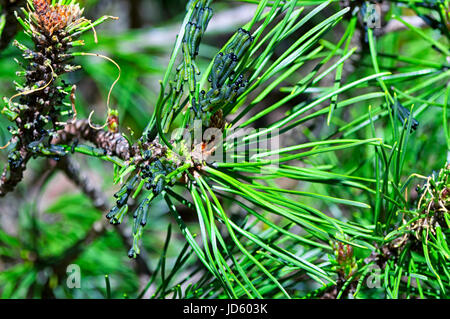 Tentredini invasive, larice sawfly, Pristiphora erichsonii, larve su un pino mugho bush in prospettiva di Connecticut. Foto Stock