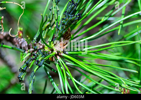 Tentredini invasive, larice sawfly, Pristiphora erichsonii, larve su un pino mugho bush in prospettiva di Connecticut. Foto Stock