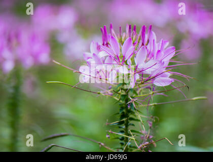 Fiore di ragno Foto Stock