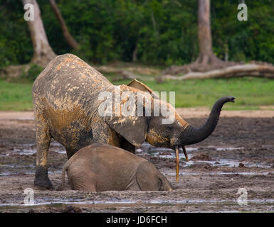 Elefante femminile con un bambino. Repubblica Centrafricana. Repubblica del Congo. Riserva speciale Dzanga-Sangha. Foto Stock