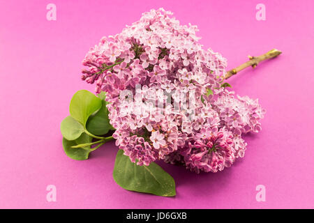 Lilla su uno sfondo rosa, vicino. Foto Stock
