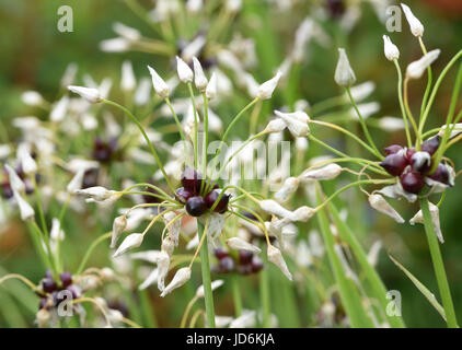 Antenna bulbilli crescente nella vecchia testa di fiori di rosy l'aglio (allium roseum). Bedgebury Forest, Kent, Regno Unito. Foto Stock