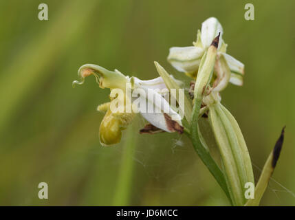 Testa di fioritura del formulario giallo di Bee Orchid (Ophrys apifera var chlorantha). Porto di segale Riserva Naturale. Segale, Sussex, Regno Unito Foto Stock