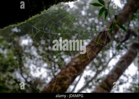 Rugiada di mattina. Fulgido di gocce di acqua su spiderweb sulla foresta verde dello sfondo. Macro. Bokeh di fondo Foto Stock