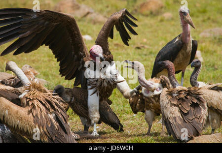 Gli uccelli predatori combattono tra loro per le prede. Kenya. Tanzania. Safari. Africa orientale. Foto Stock