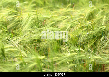 Foto di una macro di un meraviglioso campo di segale in una giornata di sole Foto Stock