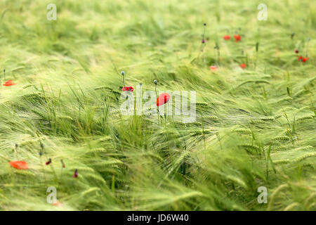 Foto di una macro di un meraviglioso campo di segale in una giornata di sole Foto Stock