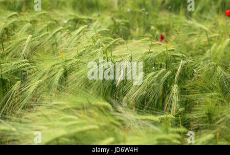 Foto di una macro di un meraviglioso campo di segale in una giornata di sole Foto Stock