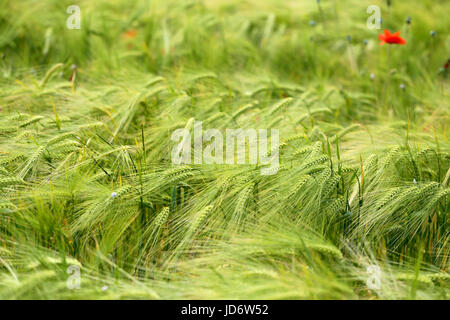 Foto di una macro di un meraviglioso campo di segale in una giornata di sole Foto Stock