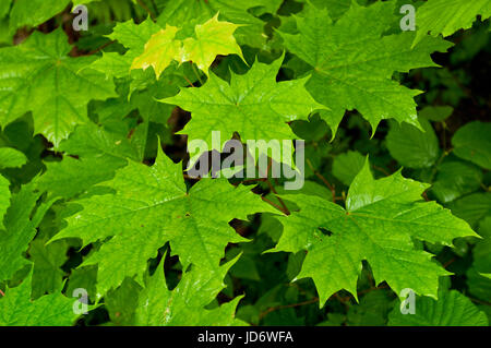 Albero di acero foglie in Estonia Foto Stock