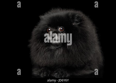 Pomerania Spitz Cane su nero Foto Stock