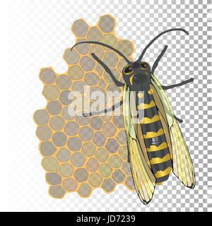 Bee e miele in favi esagonale Illustrazione Vettoriale