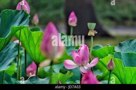 Pechino, Cina. Il 18 giugno, 2017. Fiori di loto fiore a Yuanmingyuan, o il Vecchio Palazzo d'estate, a Pechino, capitale della Cina, 18 giugno 2017. Credito: Li Xin/Xinhua/Alamy Live News Foto Stock