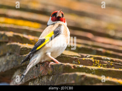 Adulto Cardellino uccello appollaiato su un tetto in estate nel West Sussex, in Inghilterra, Regno Unito. Foto Stock