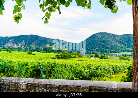 Weinanbau in der Wachau nahe Dürnstein, Österreich; coltivazione dei vigneti vicino a Duernstein, Austria Foto Stock