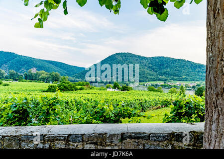 Weinanbau in der Wachau nahe Dürnstein, Österreich; coltivazione dei vigneti vicino a Duernstein, Austria Foto Stock