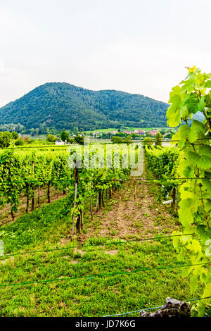 Weinanbau in der Wachau nahe Dürnstein, Österreich; coltivazione dei vigneti vicino a Duernstein, Austria Foto Stock