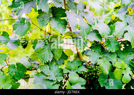 Weinanbau in der Wachau nahe Dürnstein, Österreich; coltivazione dei vigneti vicino a Duernstein, Austria Foto Stock