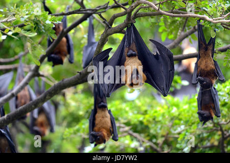 Nero-volanti Volpi (Pteropus alecto) appeso a un albero Foto Stock