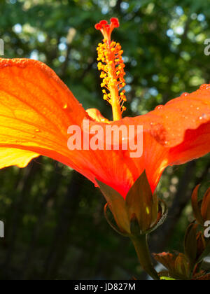 Red hibiscus in fiore. Foto Stock