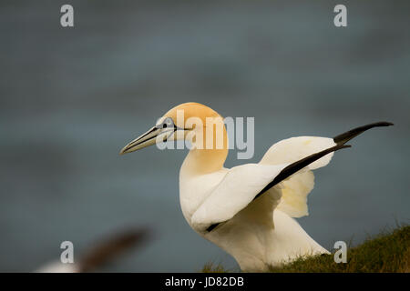 Gannett Ritratto di fronte al mare Foto Stock