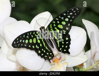 South Asian Tailed Green Jay Butterfly (Graphium Agamennone) a.k.a. Triangolo verde o verde-spotted Triangolo. Foto Stock