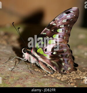 South Asian Tailed Green Jay Butterfly (Graphium Agamennone) a.k.a. Triangolo verde o verde-spotted Triangolo. Foto Stock