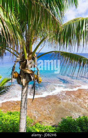 Scena tropicale palme e fronde ondeggianti nel vento su ocean lontano orizzonte e al di sotto del cielo. Foto Stock