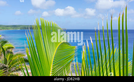 Colore verde brillante e giallo di palme da cocco frond in Tropicale scena oltre oceano lontano orizzonte e al di sotto del cielo. Foto Stock