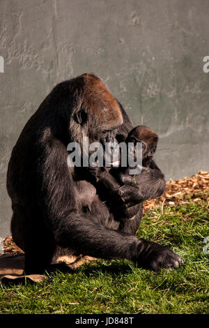 Un toccante momento tra la madre e il bambino nella natura Foto Stock
