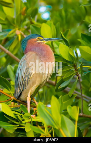 Green heron uccello appollaiato su un albero di mangrovia Foto Stock