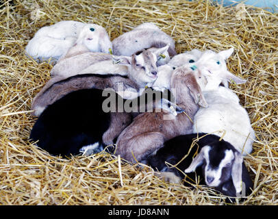 Baby capre tutto rannicchiato insieme Foto Stock