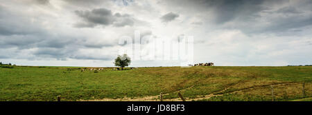 Unico albero in campo verde contro il cielo, scatto panoramico, Belgio Belgio europa Foto Stock