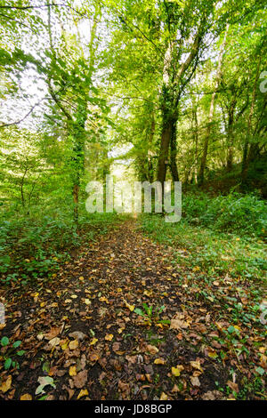 Foglie di autunno a copertura pista sterrata in foresta verde scena, Belgio Belgio europa Foto Stock