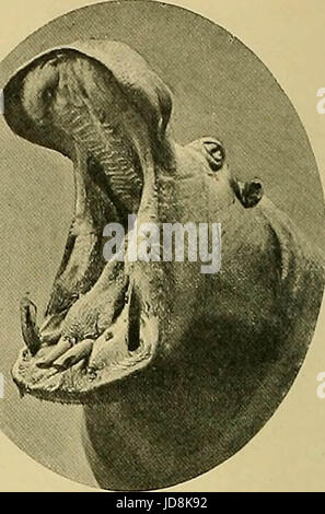 "La vita degli animali e il mondo della natura; una rivista di storia naturale" (1902) Foto Stock