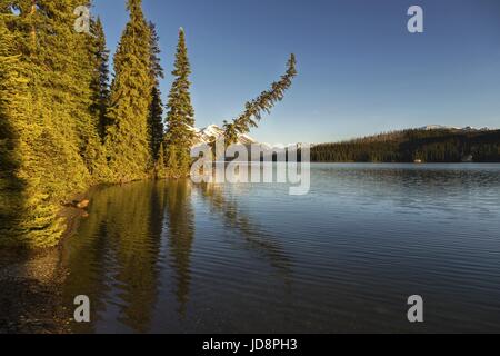 Riflessione dell'acqua di Bent Pine Tree, paesaggio alberato della riva del lago Maligne. Escursione panoramica al Jasper National Park, Alberta, Canadian Rocky Mountains Foto Stock