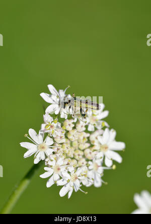Thick-gambe coleottero di fiori - Oedemera nobilis alimentazione maschio su Umbellifer Foto Stock