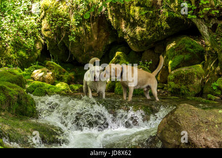 Il Golden Retriever in acqua in giornate estive Foto Stock