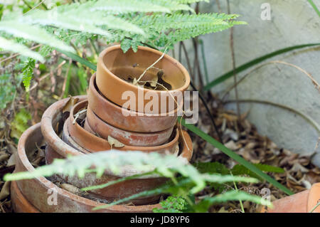 Vecchi vasi di terracotta seduto nell'angolo di un giardino riempito con foglie e circondato da felci. Foto Stock