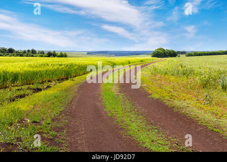 country road in wheat field. Summer landscape. Dirty road through green fields Foto Stock
