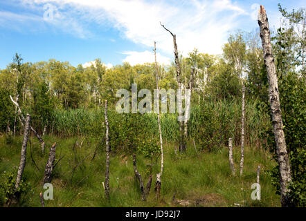 Monconi di betulle morto su una foresta di palude, ricoperta con canne e dense di erba, in una bella giornata di sole sotto il cielo blu con nuvole bianche. La Polonia in j Foto Stock