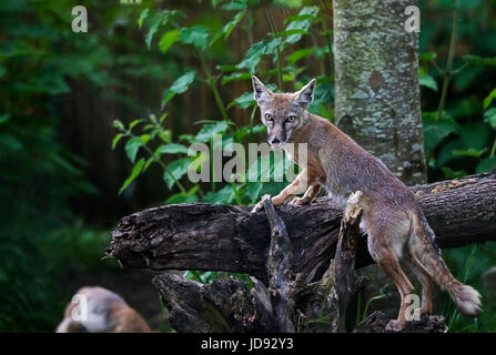 Penso che ho sorpreso questo fennec fox quando ho cliccato l'otturatore Foto Stock