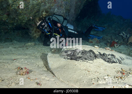 Femmina sub guardare sul Round ribbontail ray (Taeniura meyeni) sulla barriera corallina, Oceano Indiano, Maldive Foto Stock