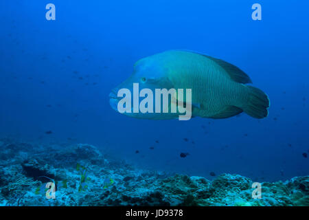 Napoleonfish o Humphead wrasse (Cheilinus undulatus) nuota nelle acque blu, Oceano Indiano, Maldive Foto Stock