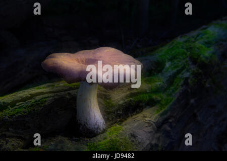 Lone fungo mistico caduti sul registro di Muschio in foresta Foto Stock