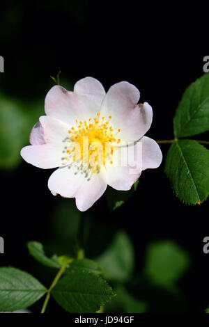 Splendida fioritura di fiori di rosa canina Foto Stock