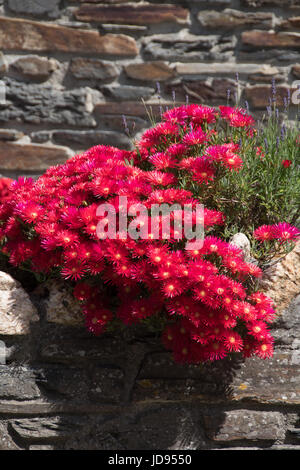 Rosso brillante Lampranthus Foto Stock