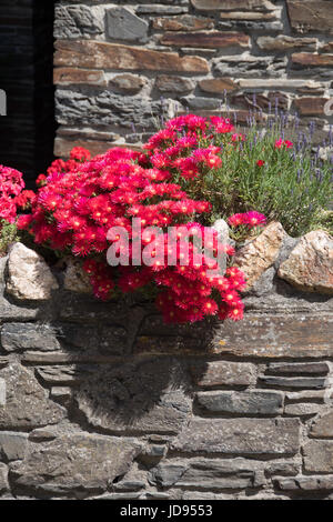 Rosso brillante Lampranthus Foto Stock